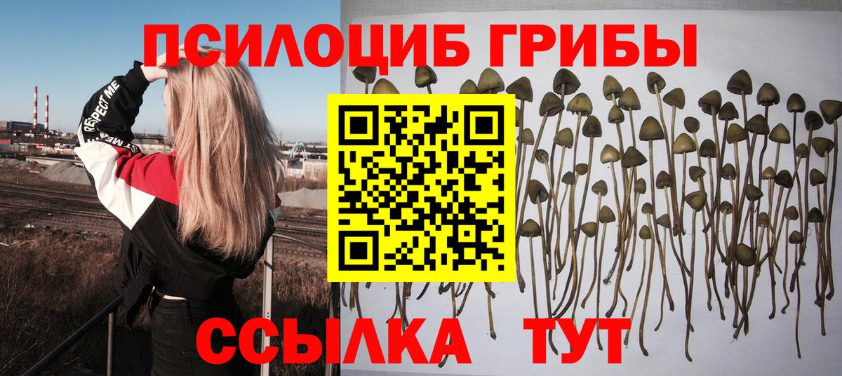 Псилоцибиновые грибы Psilocybe Сокол
